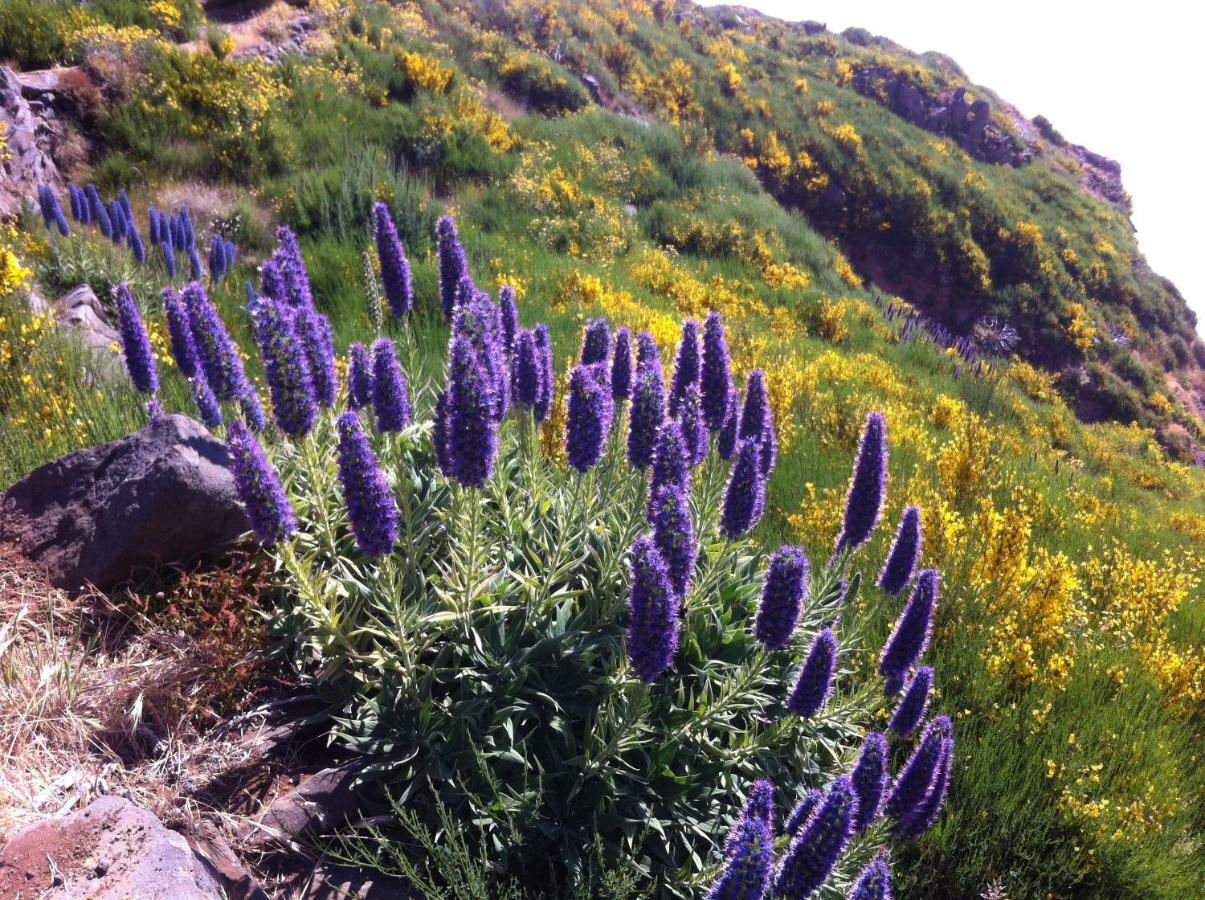 Blooming Botanic Houses Estreito Da Calheta Экстерьер фото