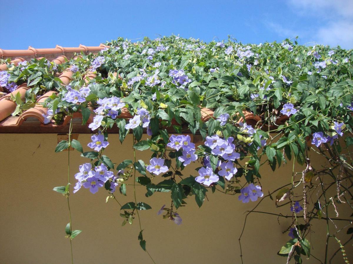 Blooming Botanic Houses Estreito Da Calheta Экстерьер фото